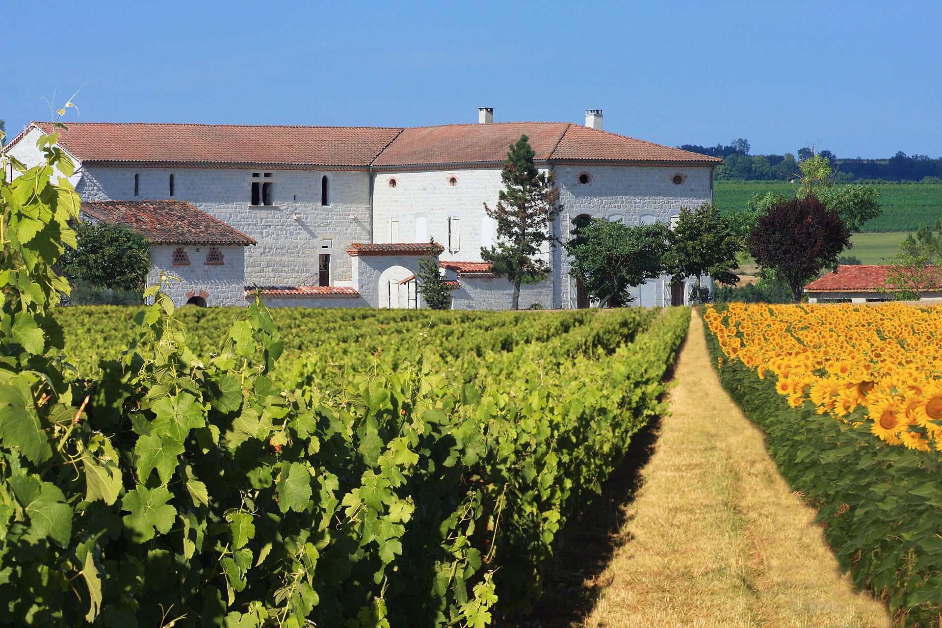 Vignobles de Gaillac, rangs de vignes et lumière dorée